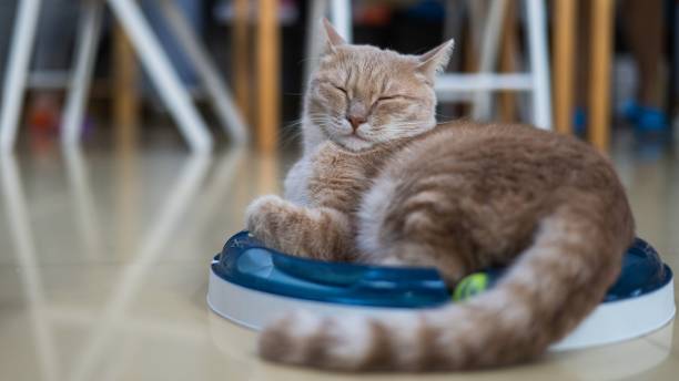 Red cat lies on an interactive toy