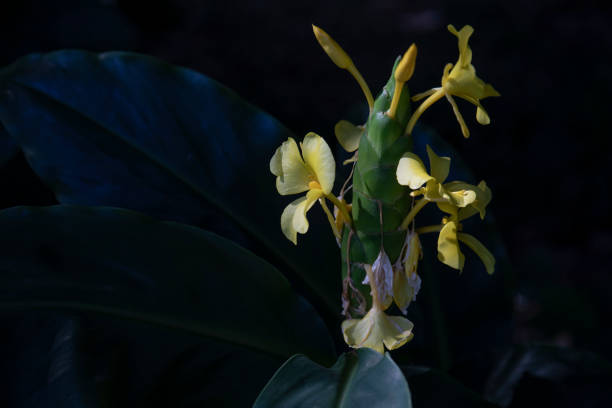Hedychium wardii flowers, kahill ginger