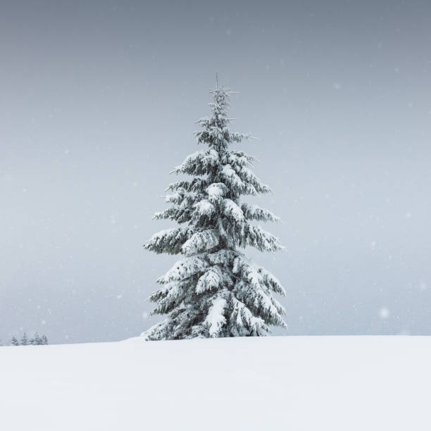 istock Amazing landscape with a lonely snowy tree 2165898929