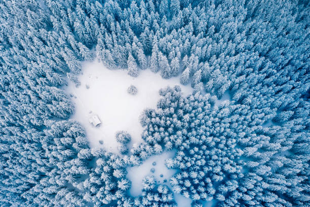 istock Aerial drone top down fly over winter spruce 2165898971