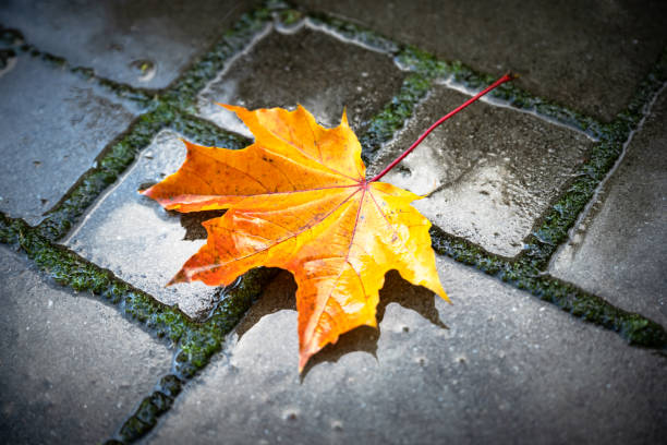 Orange autumn maple leaf over wet paving stones background with copy space. Fall season concept