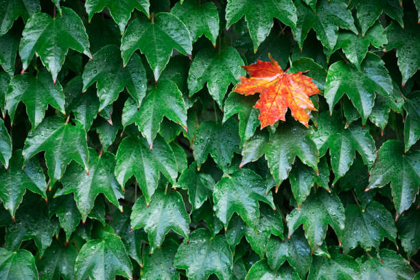 Closeup nature view of green creative layout made of single orange maple leaf in green leaves wall. Copyspace make using as natural green plants and ecology backdrop. Autumn nature background