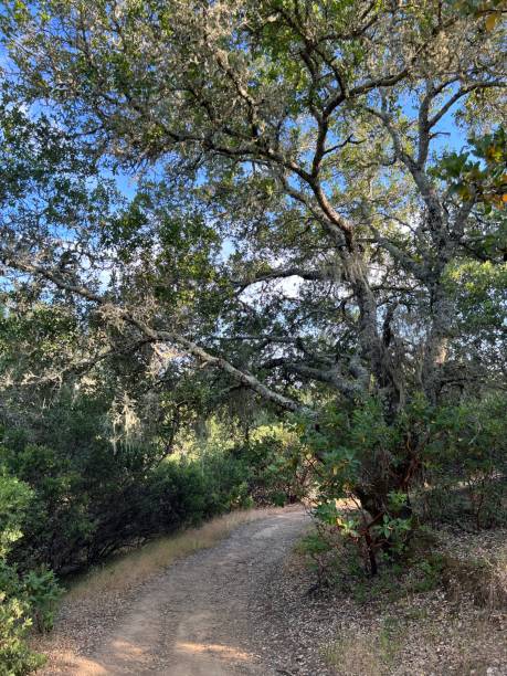 istock Healdsburg Ridge Open Space Preserve, Sonoma County, California 2165900099
