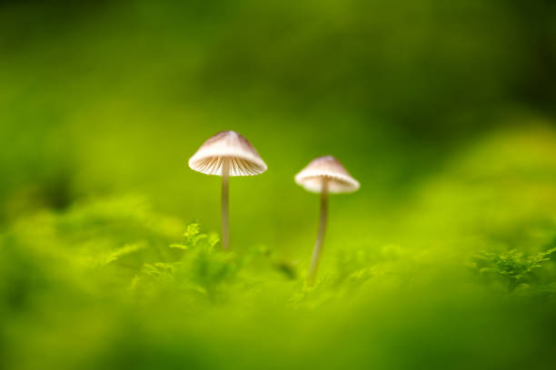 istock Beautiful macro shot of single forest mushroom 2165900338