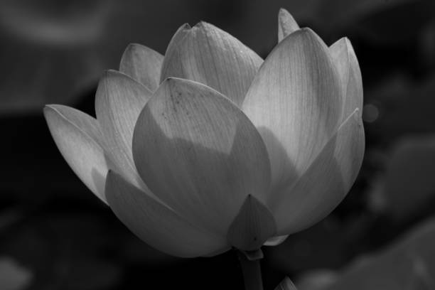 istock Lotus, Indian lotus 2165901336