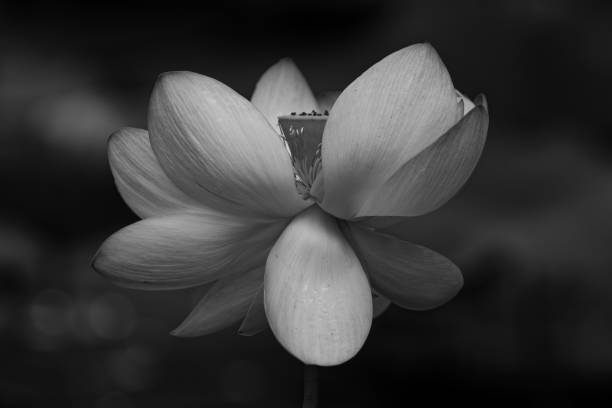 Nelumbo nicifrea