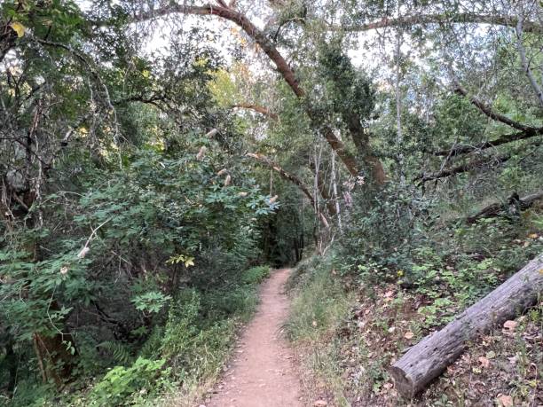 istock Healdsburg Ridge Open Space Preserve, Sonoma County, California 2165902320
