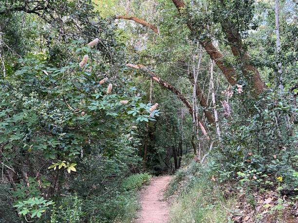 istock Healdsburg Ridge Open Space Preserve, Sonoma County, California 2165902321