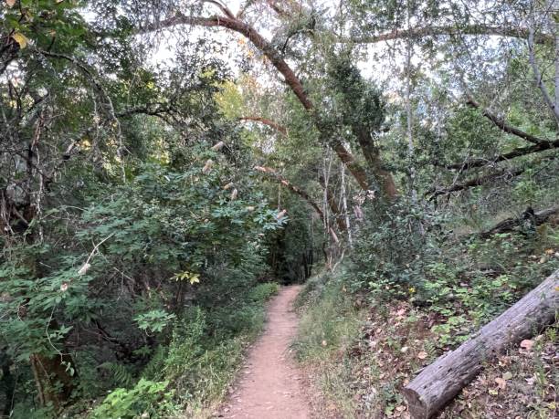 istock Healdsburg Ridge Open Space Preserve, Sonoma County, California 2165902322