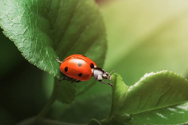 istock A vibrant red ladybug with black spots crawls along a green leaf, captured in close-up with soft sun 2165904282