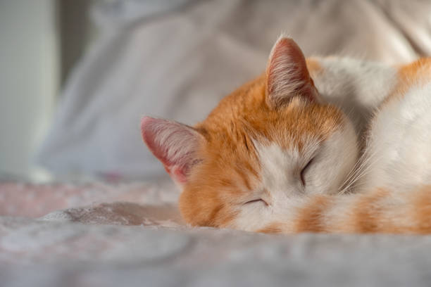 istock A serene cat sleeps soundly on a cozy bed 2165904321