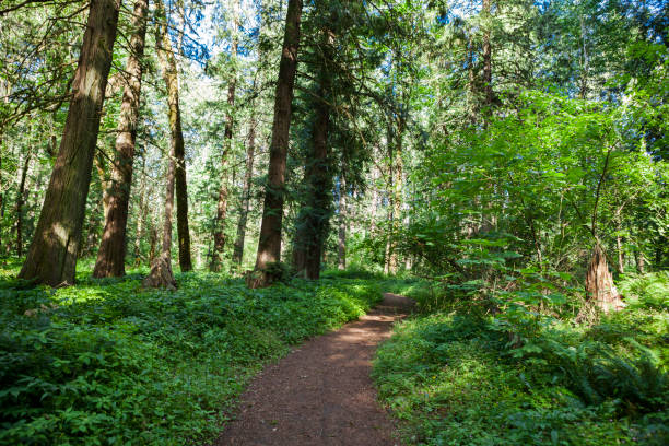 Sol Duc Falls hiking trail Soleduck waterfall view in summer 2024 Olympic National Park, Washington, United States