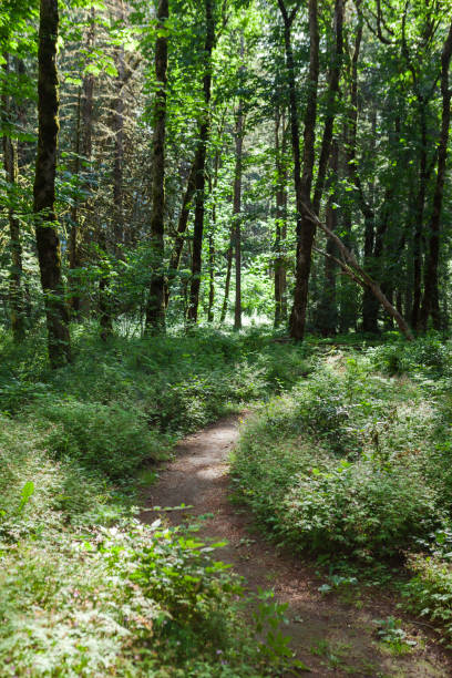 istock Path Through a Lush Forest in British Columbia, Canada 2165906018