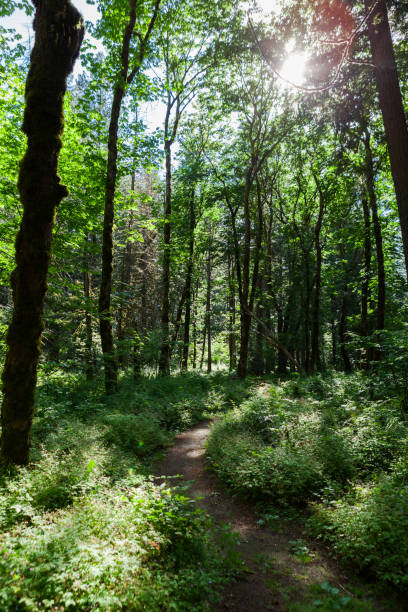 istock Path Through a Lush Forest in British Columbia, Canada 2165906557