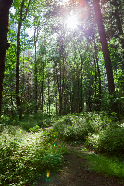 istock Path Through a Lush Forest in British Columbia, Canada 2165906559