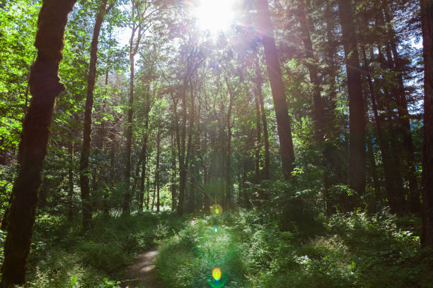A footpath through the lush foliage of a forest in British Columbia, Canada.
