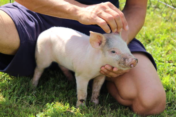 istock Little piglet at human feet 2165909585