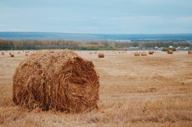 Free picture: agriculture, sky, landscape, nature, field, haystack ...