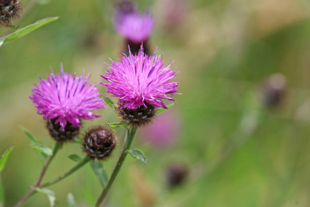 istock Purple Centaurea nigra, Common Knapweed, in flower. 2165913936