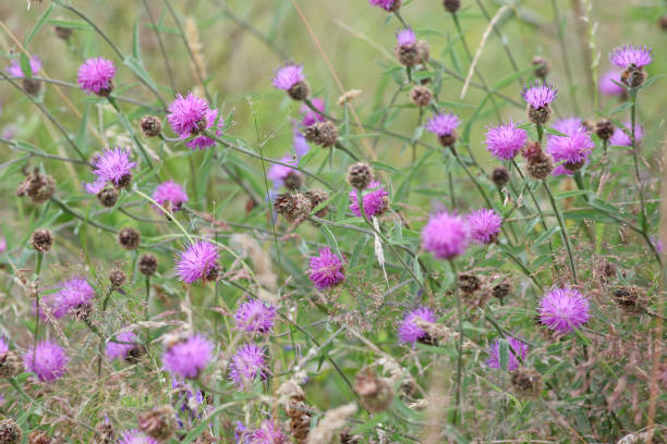 istock Purple Centaurea nigra, Common Knapweed, in flower. 2165913986
