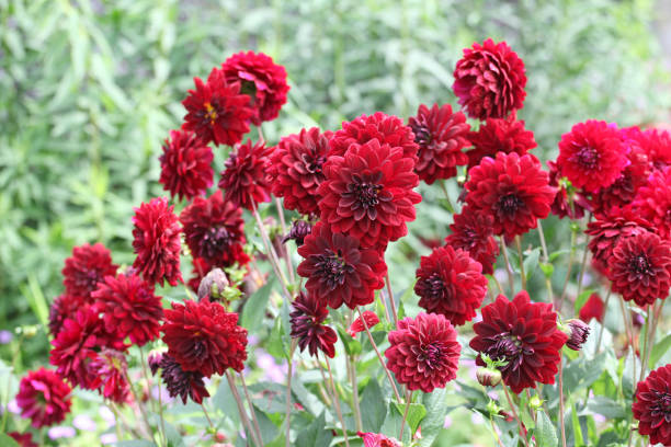 istock Maroon red decorative dahlia Arabian Night in flower. 2165914819