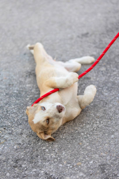 istock White and red mixed-breed puppy dog lying on back 2165914958