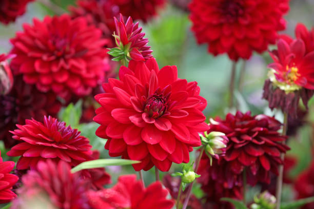 istock Maroon red decorative dahlia Arabian Night in flower. 2165914984