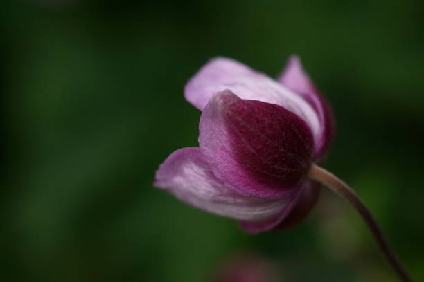 istock Background with anemone bud; Eriocapitella Tomentosa 2165916013