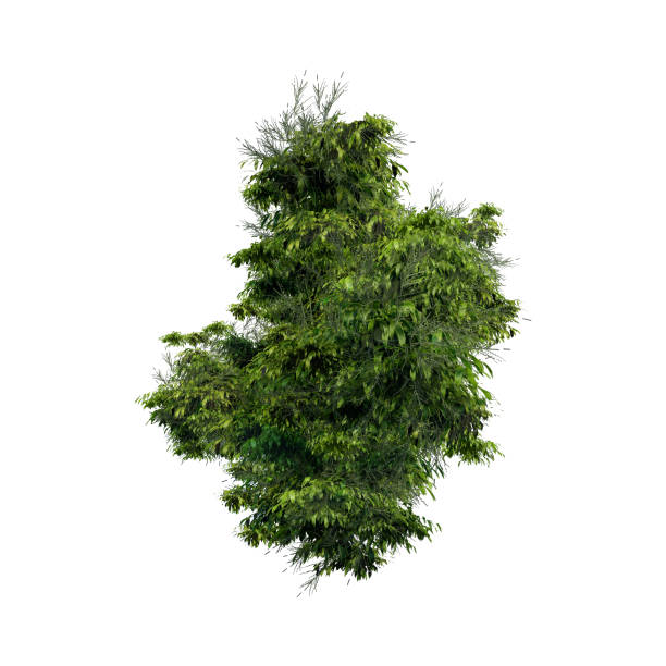 tree top view plant landscape architecture nature garden aerial render. trees branch isolate collection illustration environment green botany urban bush park. tree architecture conifer decorative.