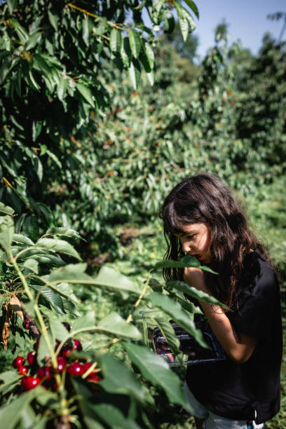 istock busy child picking up cherries from the tree 2165917591