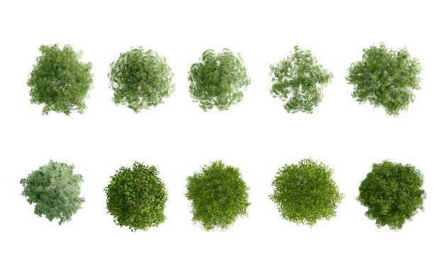 istock tree top view plant landscape architecture nature garden aerial render. 2165917731