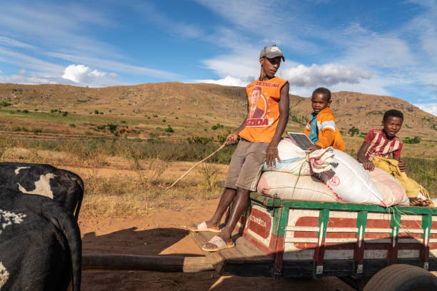 Ranohira, Madagascar - 30 April 2024: Man with two small boys sitting on the cart pulled by two zebu against barren landscape, close to the village of Ranohira on the way to Isalo park.