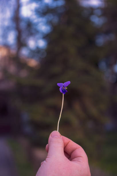 A small purple flower held in a hand.