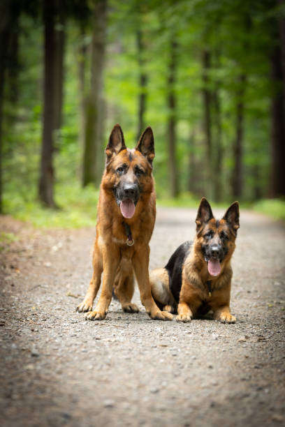 istock Two purebred German Shepherd dogs sit in a green forest 2165925649