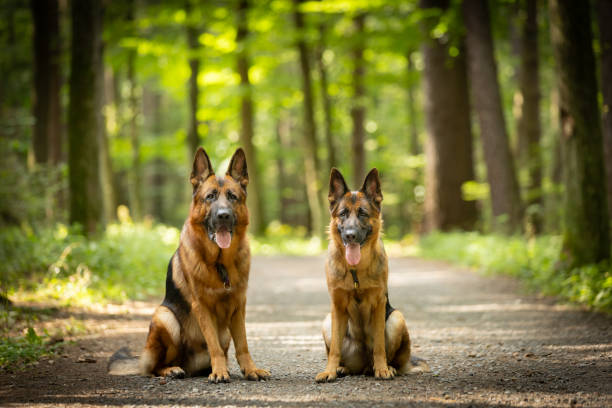 German shepherd on walk in a rural area.