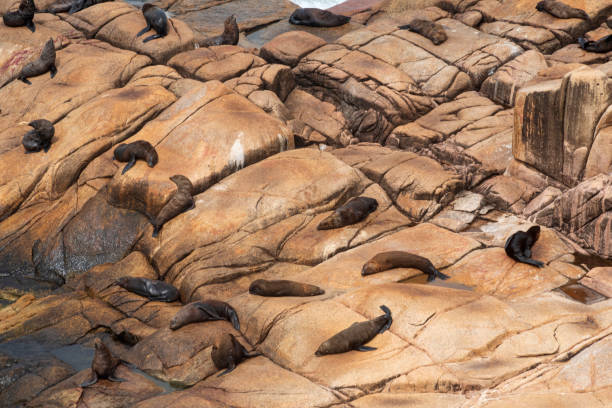 istock Arctocephalus australis australis 2165927520