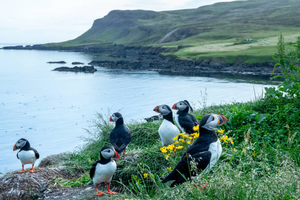 istock Atlantic Puffins on the grassy waterfront 2165928018
