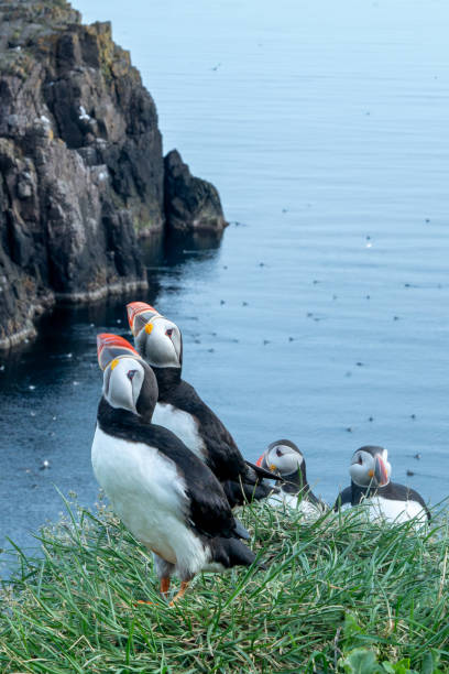 istock Pair of Atlantic Puffins on the rocky cliff 2165928066