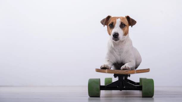 istock Dog jack russell terrier on a longboard in the studio on a white background. 2165928938