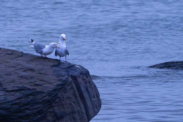 A pair of Seagulls standing on a rock. Shot at Acadia National Park, Maine, USA.