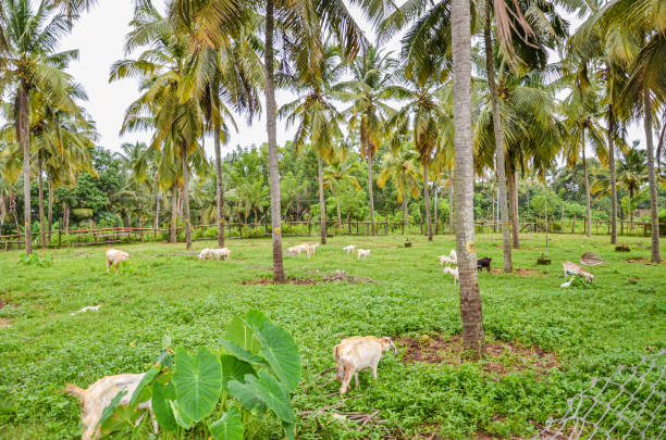 istock Integrated coconut and goat farming 2165933455