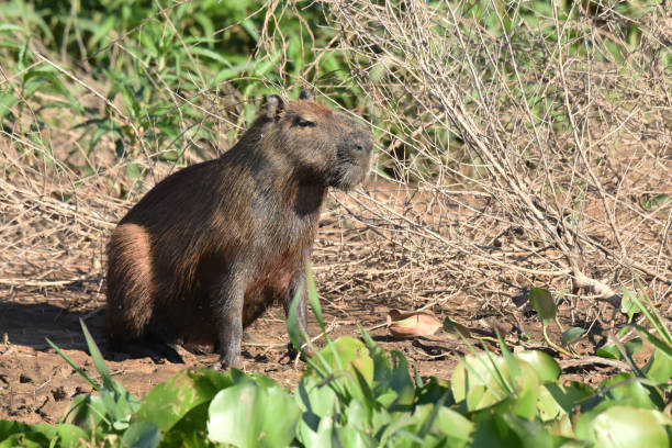 istock The capybara (Hydrochoerus hydrochaeris) is the largest living rodent 2165934508