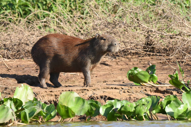 istock The capybara (Hydrochoerus hydrochaeris) is the largest living rodent 2165934509