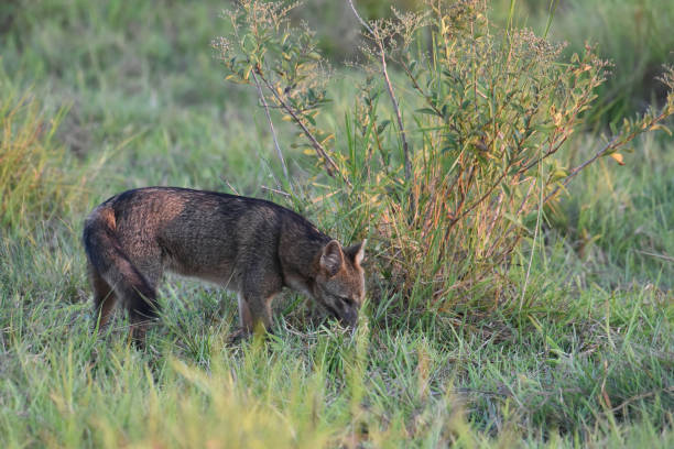 istock Crab-eating fox (Cerdocyon thous) hunting for food 2165934548