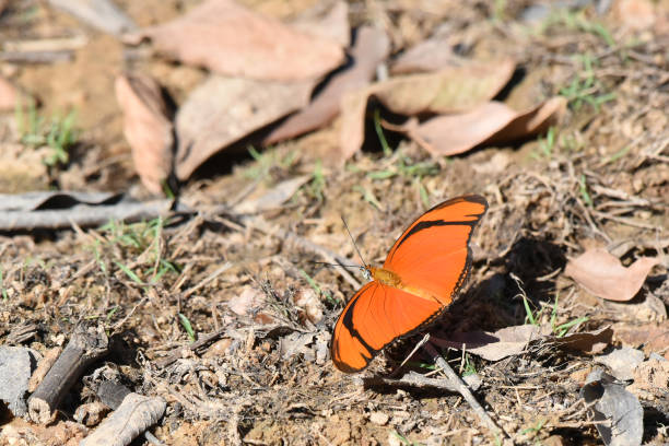 Dryas iulia is characterized by elongated orange wings with black wing markings that vary by subspecies. Black markings are mainly located near the wing tips.