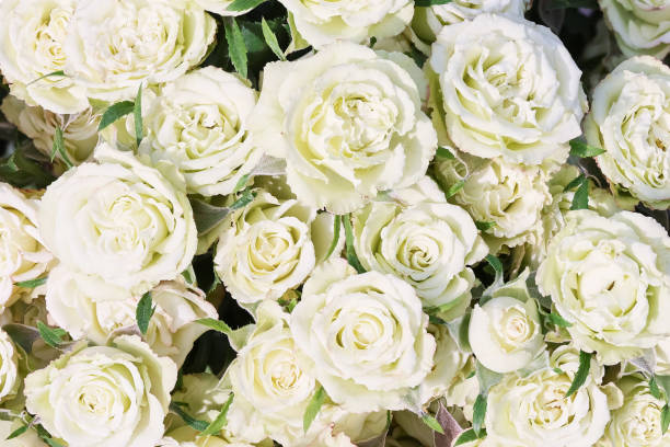 istock White roses background. Greeting card. Copy space, top view 2165935147