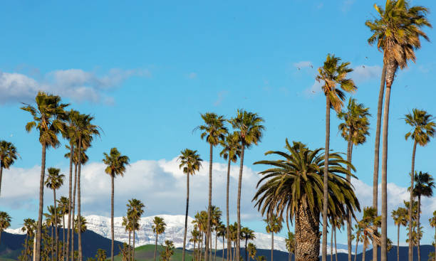 istock Palm trees mountains snow Ventura 2165935366