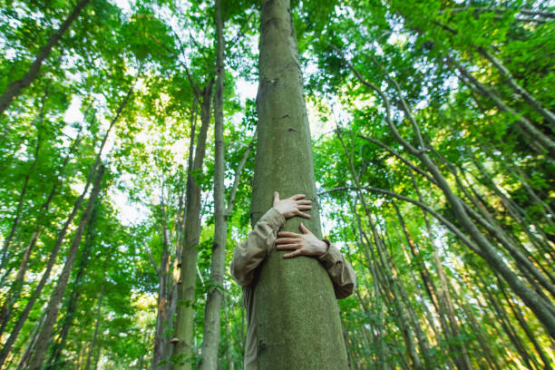 umarmungen mit baum. schutz der natur. - einen baum umarmen stock-fotos und bilder