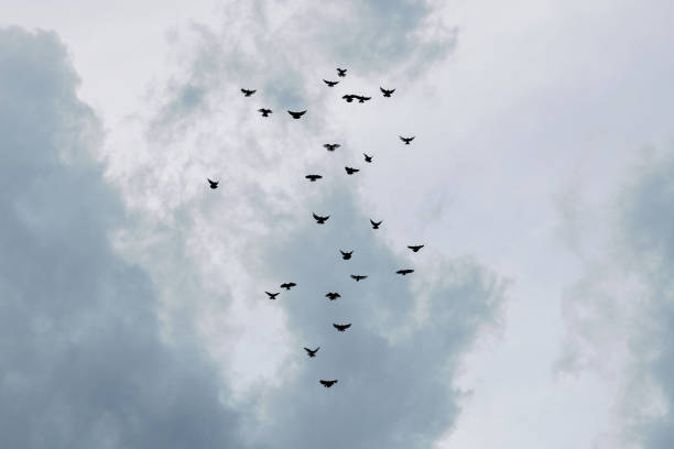 One flock of dark gray pigeons soars in the sky with gray thunderclouds before rain on a summer day, bottom-up close-up view. Wildlife concept, beautiful natural backgrounds.
