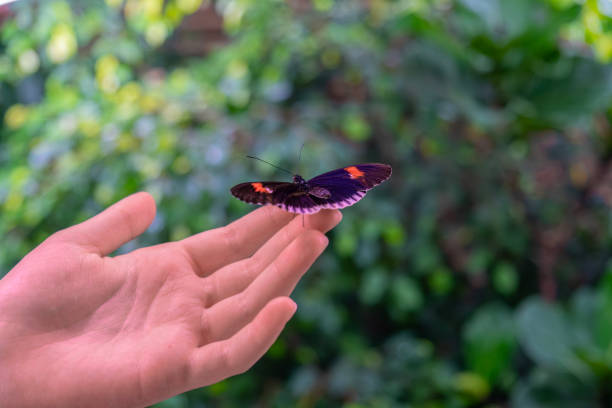 istock Mottled butterfly with open wings 2165939932
